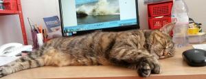 Led on desk~paws crossed~14th Aug 2014